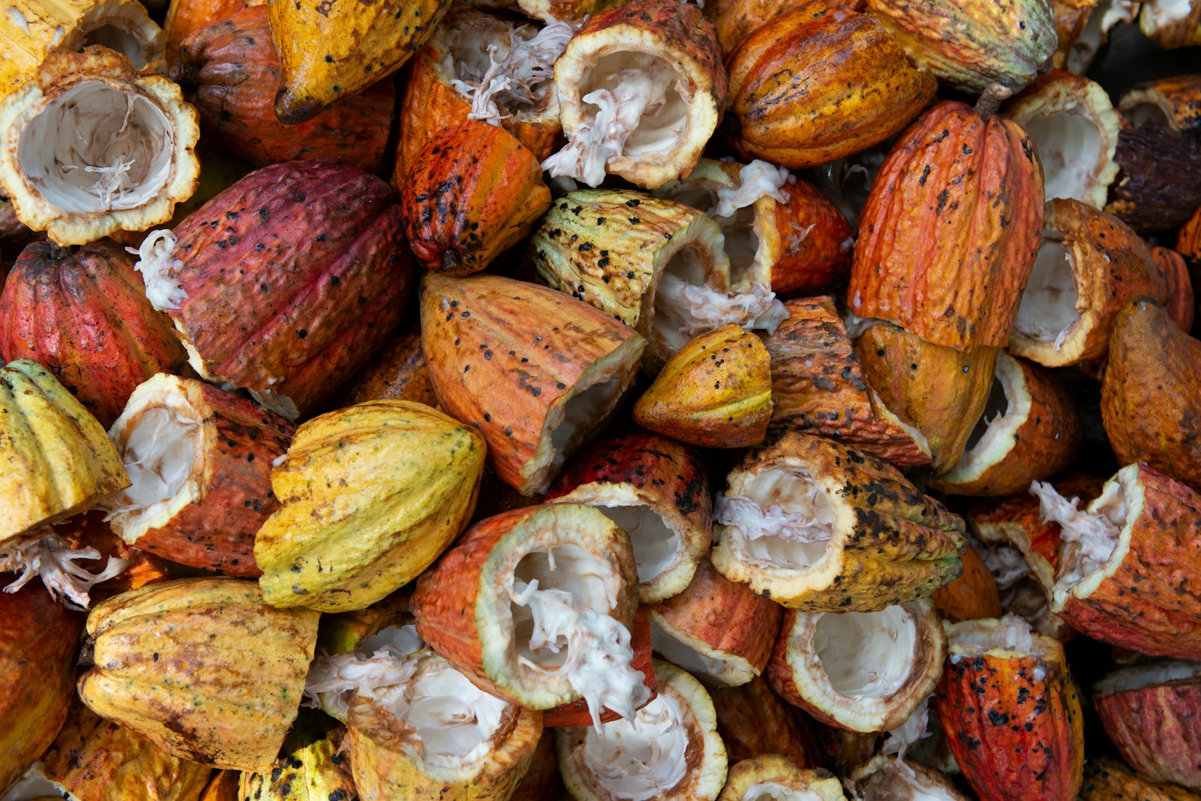 An Introduction to Cacao
