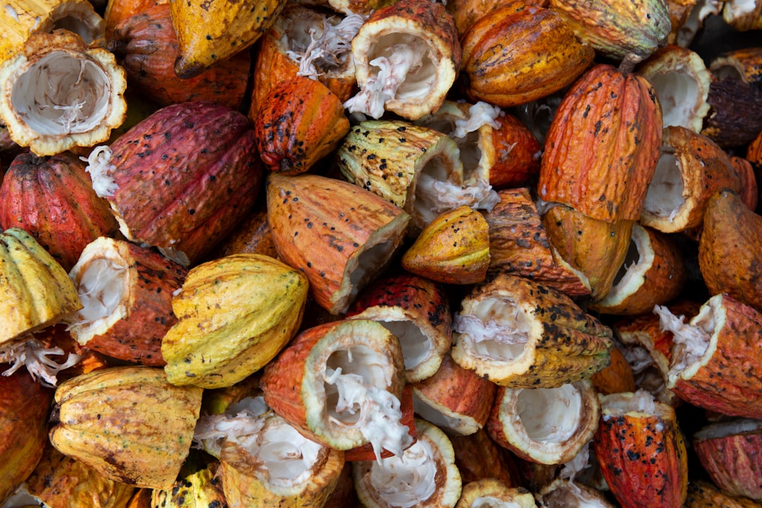 open cacao fruit lot,
