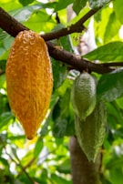 A ripe yellow cacao pod hangs from a branch alongside an unripe green pod, surrounded by lush green leaves in a tropical setting.