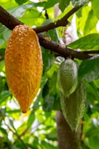 A ripe yellow cacao pod hangs from a branch alongside an unripe green pod, surrounded by lush green leaves in a tropical setting.