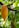 A ripe yellow cacao pod hangs from a branch alongside an unripe green pod, surrounded by lush green leaves in a tropical setting.