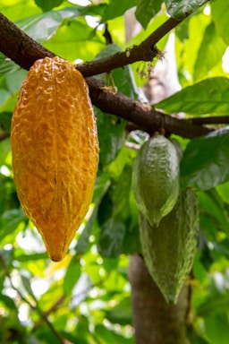A ripe yellow cacao pod hangs from a branch alongside an unripe green pod, surrounded by lush green leaves in a tropical setting.