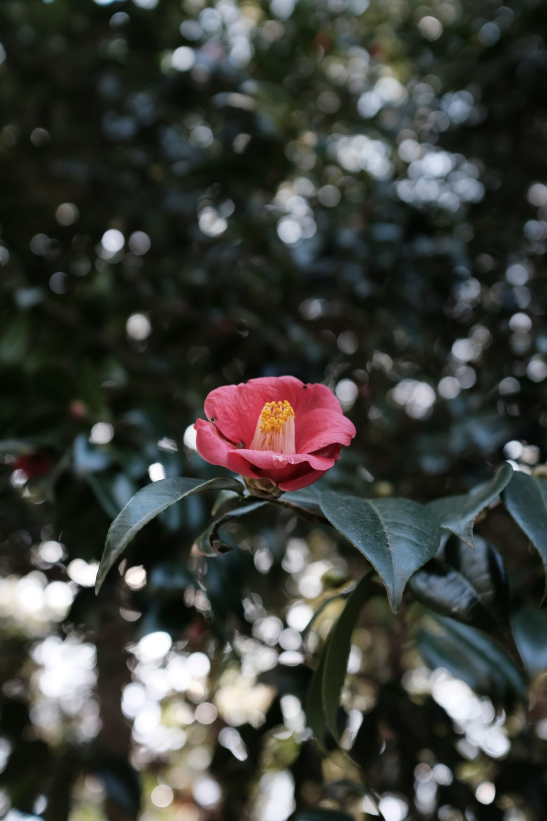 pink petaled flower