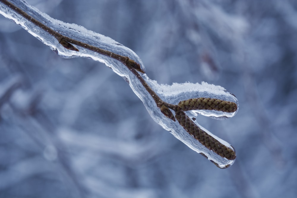 icy cover branch