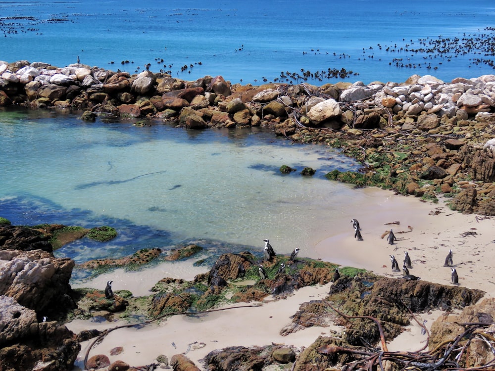 penguins near rocks on seashore during daytime