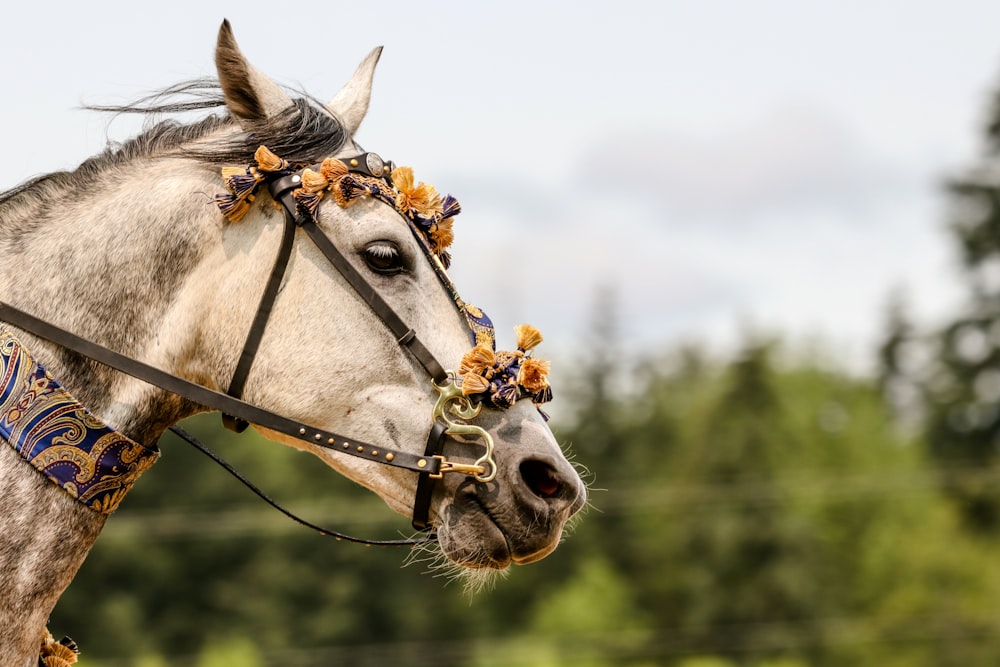 brown horse