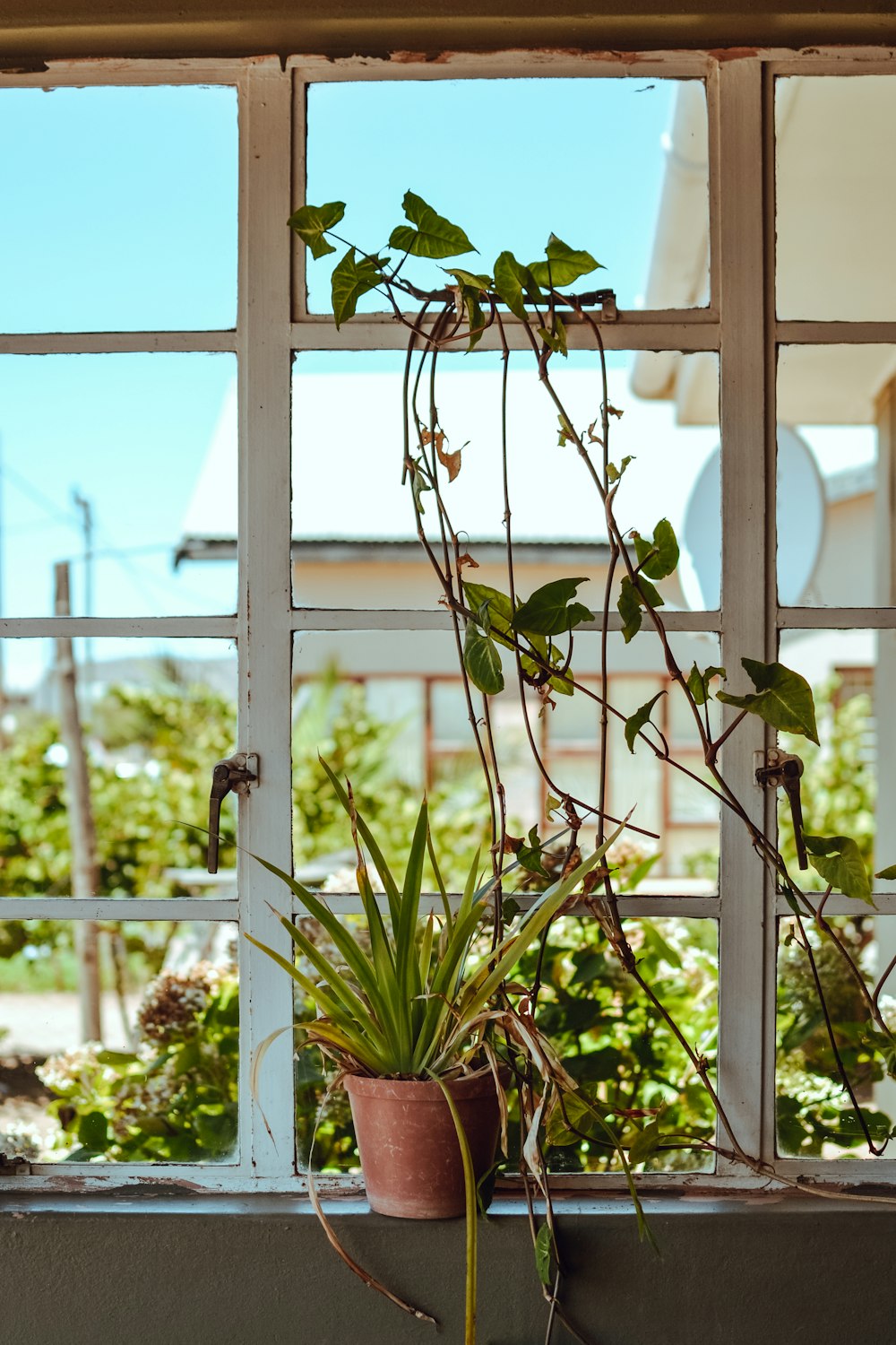 selective focus photo of green vine