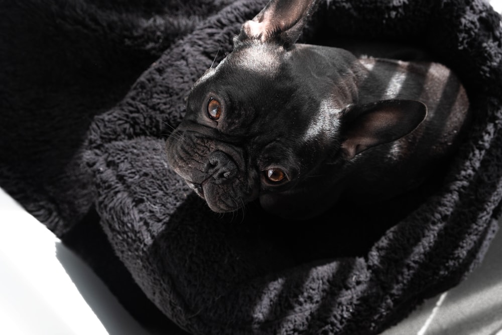 black French bulldog on black pet bed