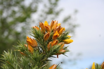 Bright yellow gorse flowers in bloom, surrounded by sharp green spiky leaves, against a soft blurred background of green foliage and pale sky.