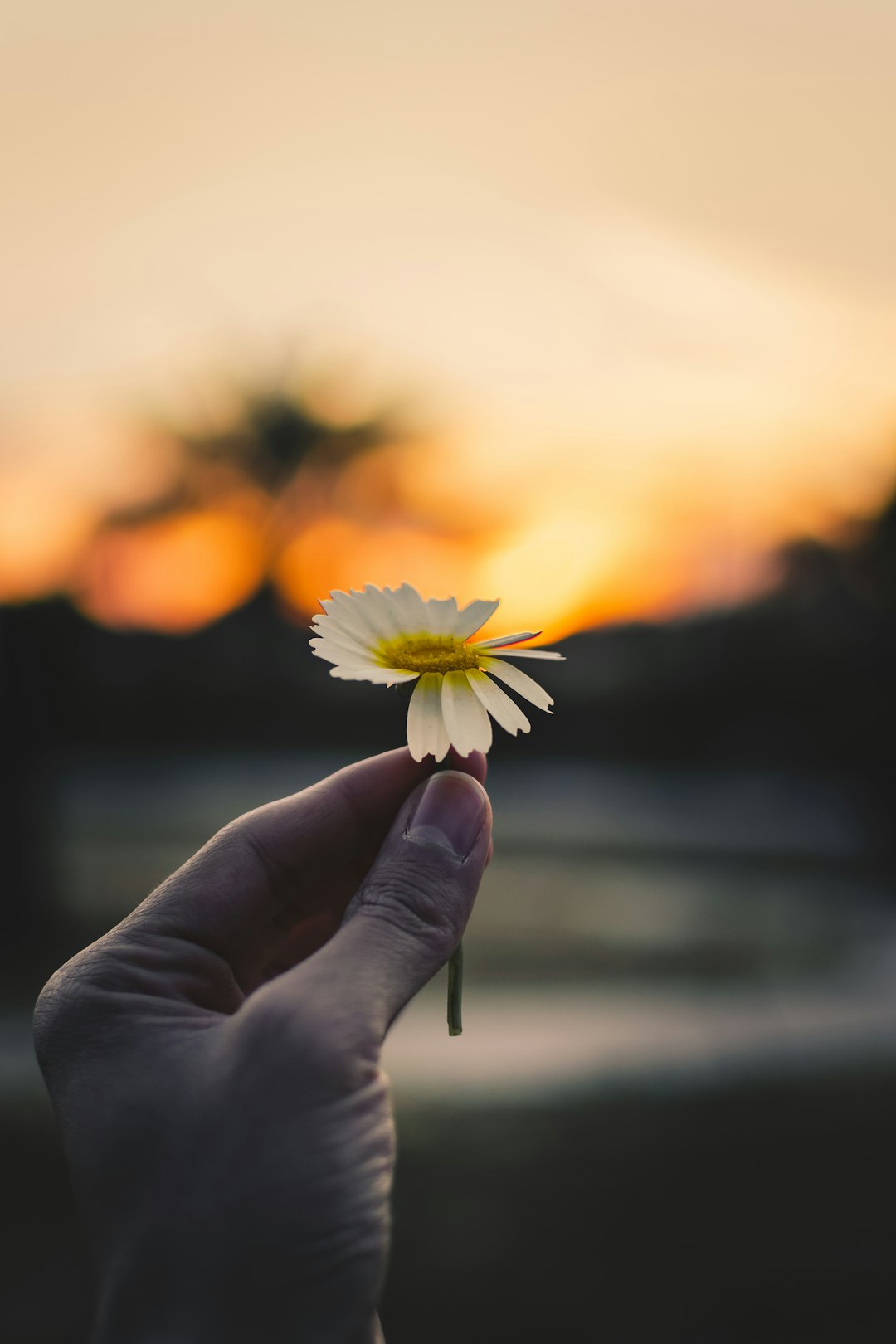 person holding white and yellow daisy flower