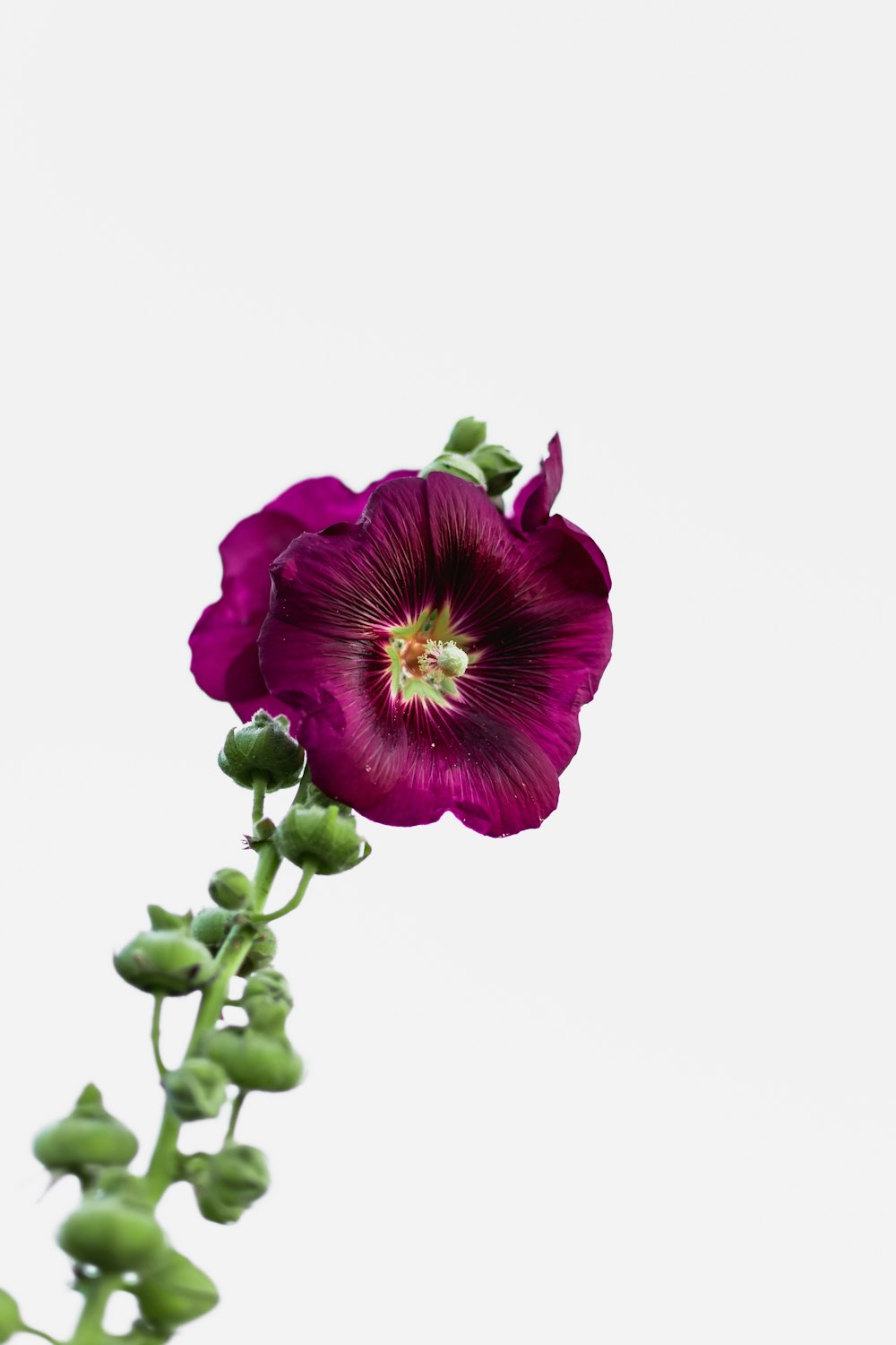 白い背景に紫色の花