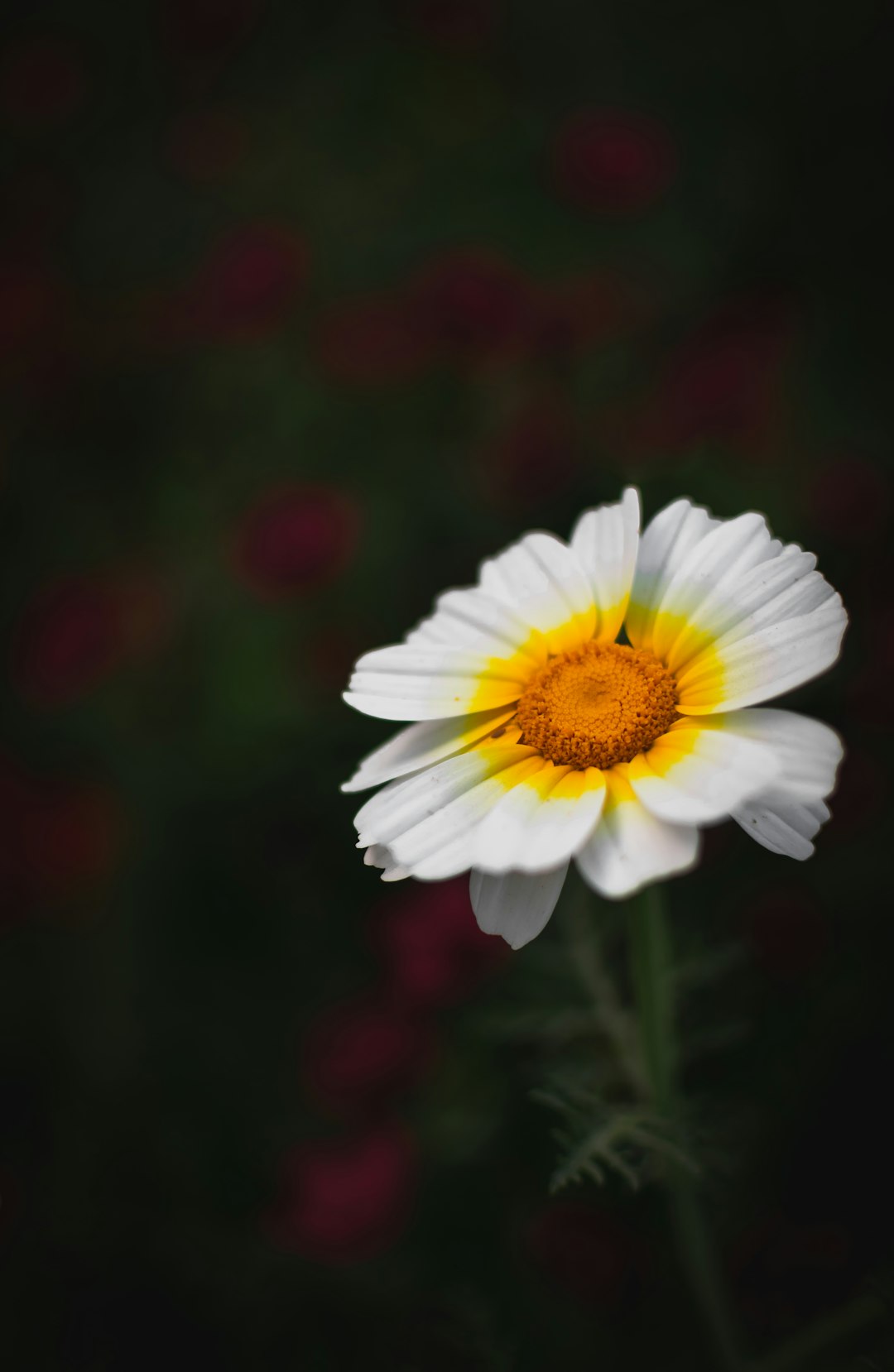 white Daisy flower