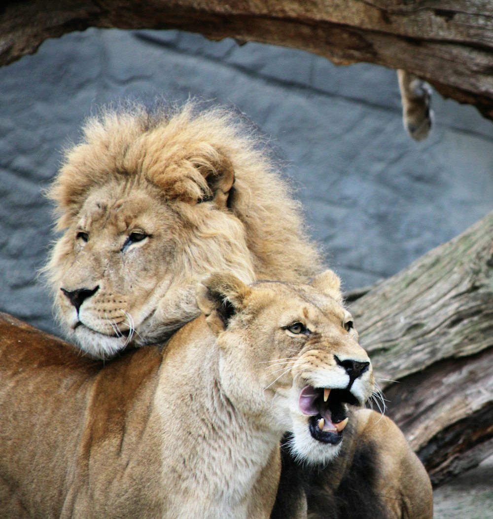 due leoni marroni