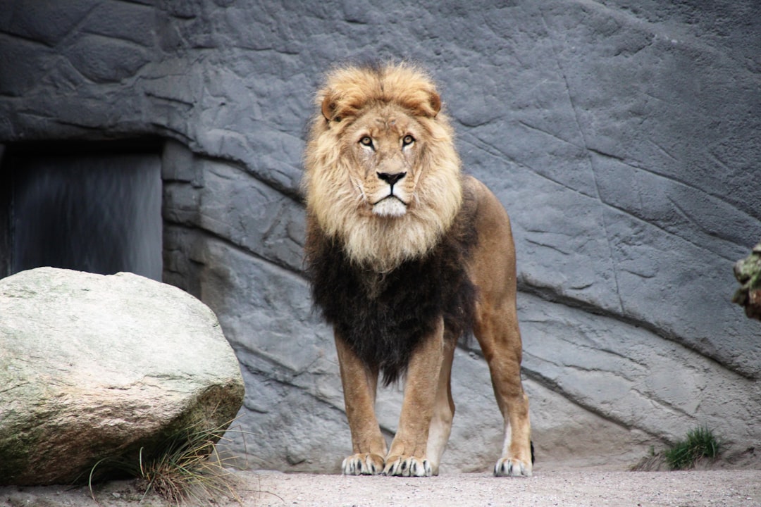  brown lion lion