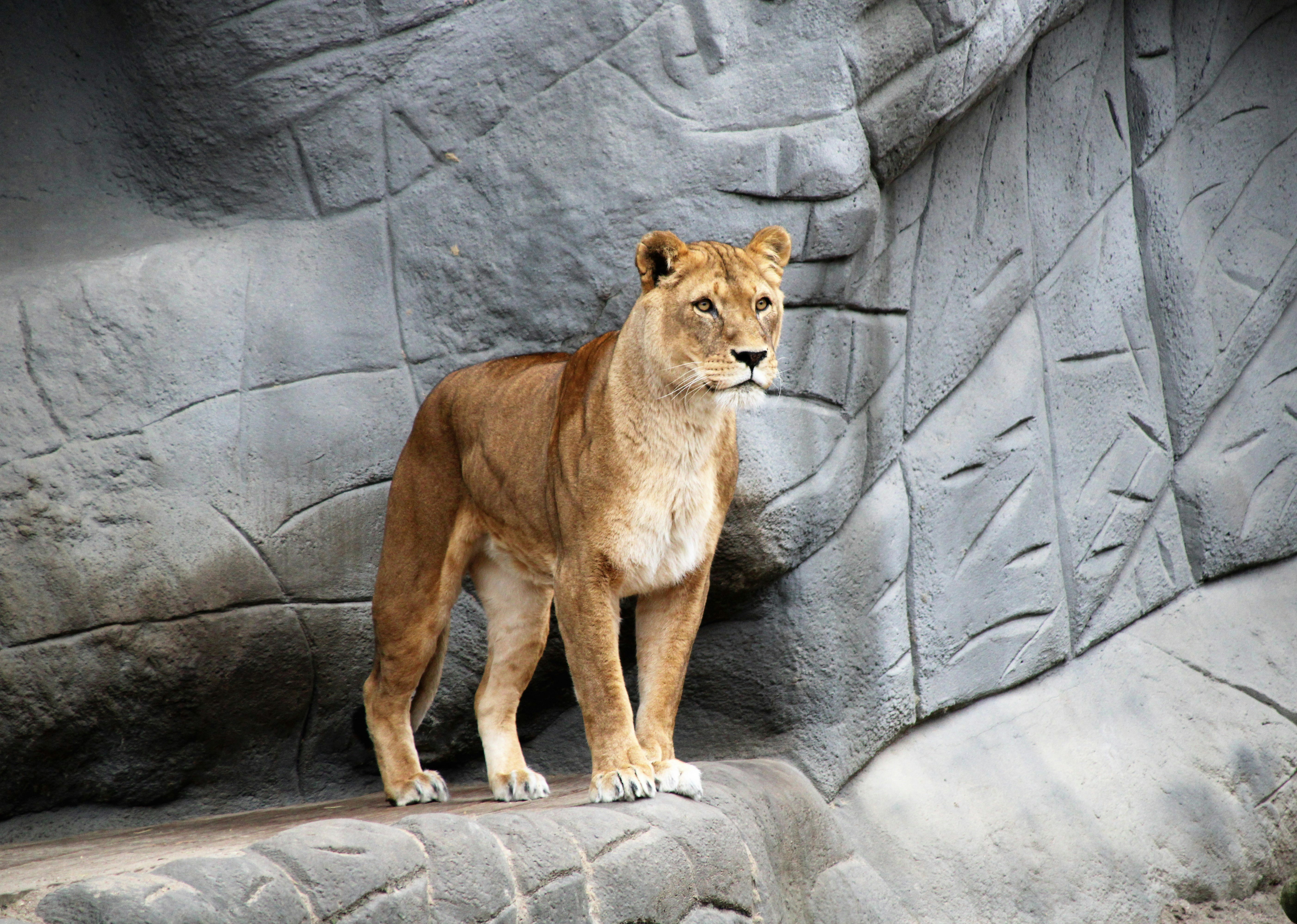 Cave Lion: Europe's Apex Predator (image credits: unsplash)