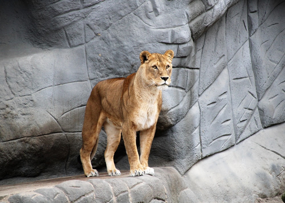 회색 바위 산에 서있는 갈색 사자