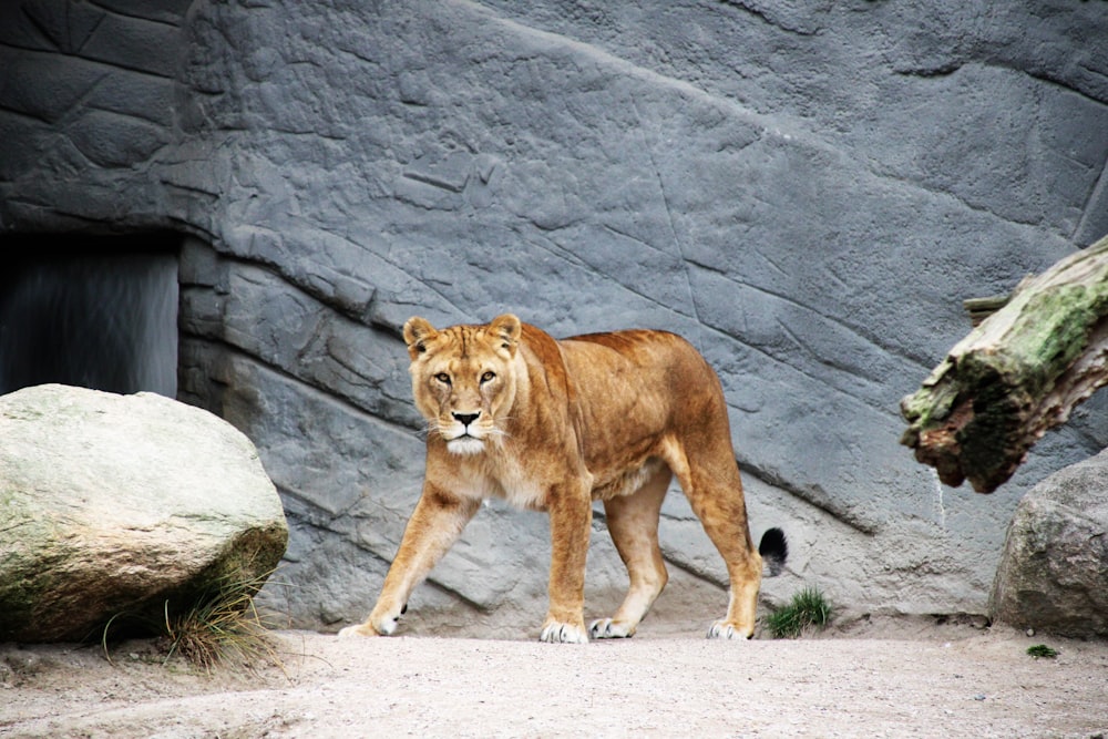 brown lioness