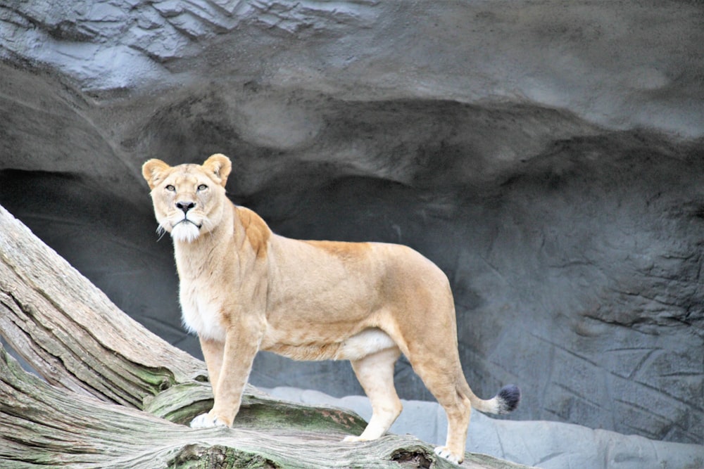 Photo de mise au point peu profonde de lionne brune