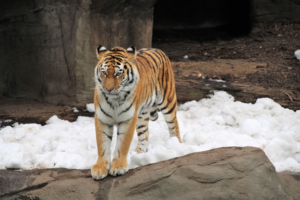 tigre sur sol enneigé