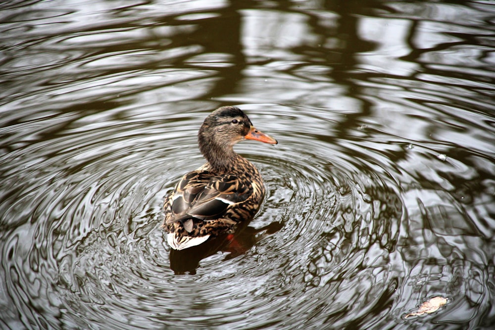 duck floating on water in timelapse photography