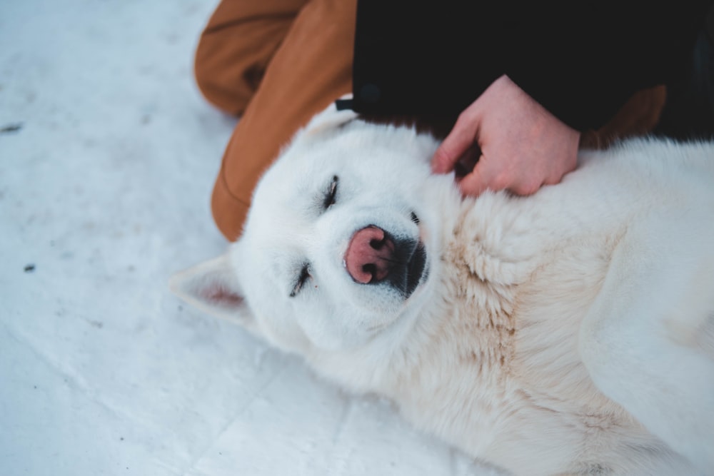 persona que toca perro blanco