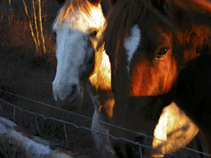 Two Morgans grooming each other beside a rustic wooden stable bathed in golden afternoon light.