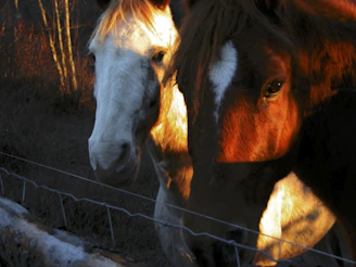 Two Morgans grooming each other beside a rustic wooden stable bathed in golden afternoon light.