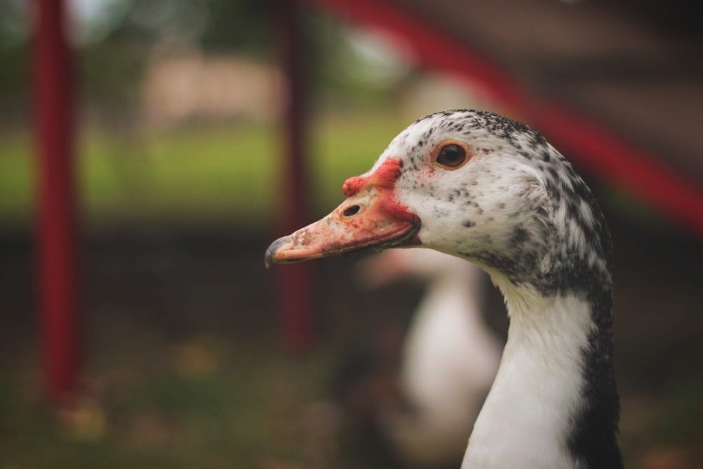 white and gray swan face