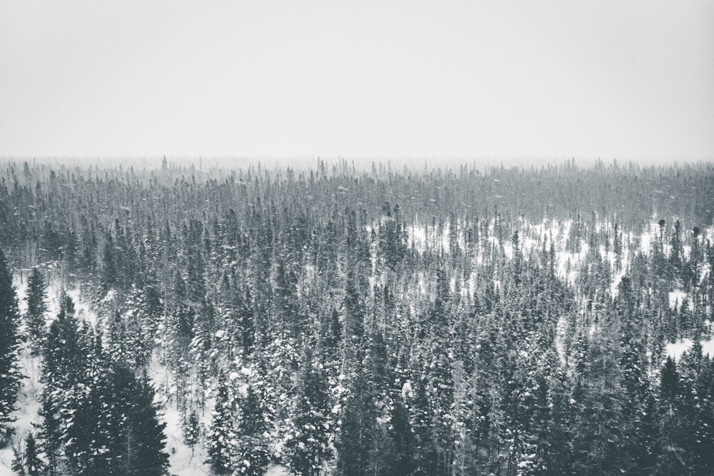 aerial photography of spruce trees