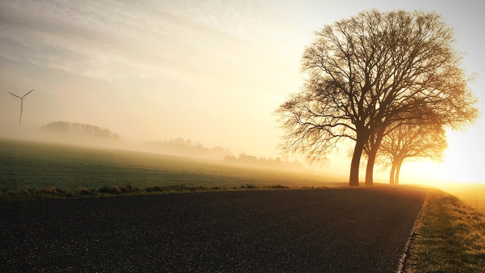 bare trees during golden hour