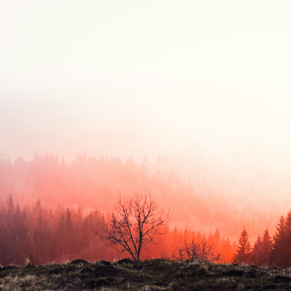 Bäume zur goldenen Stunde