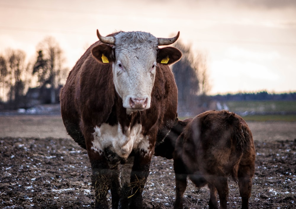 brown cow