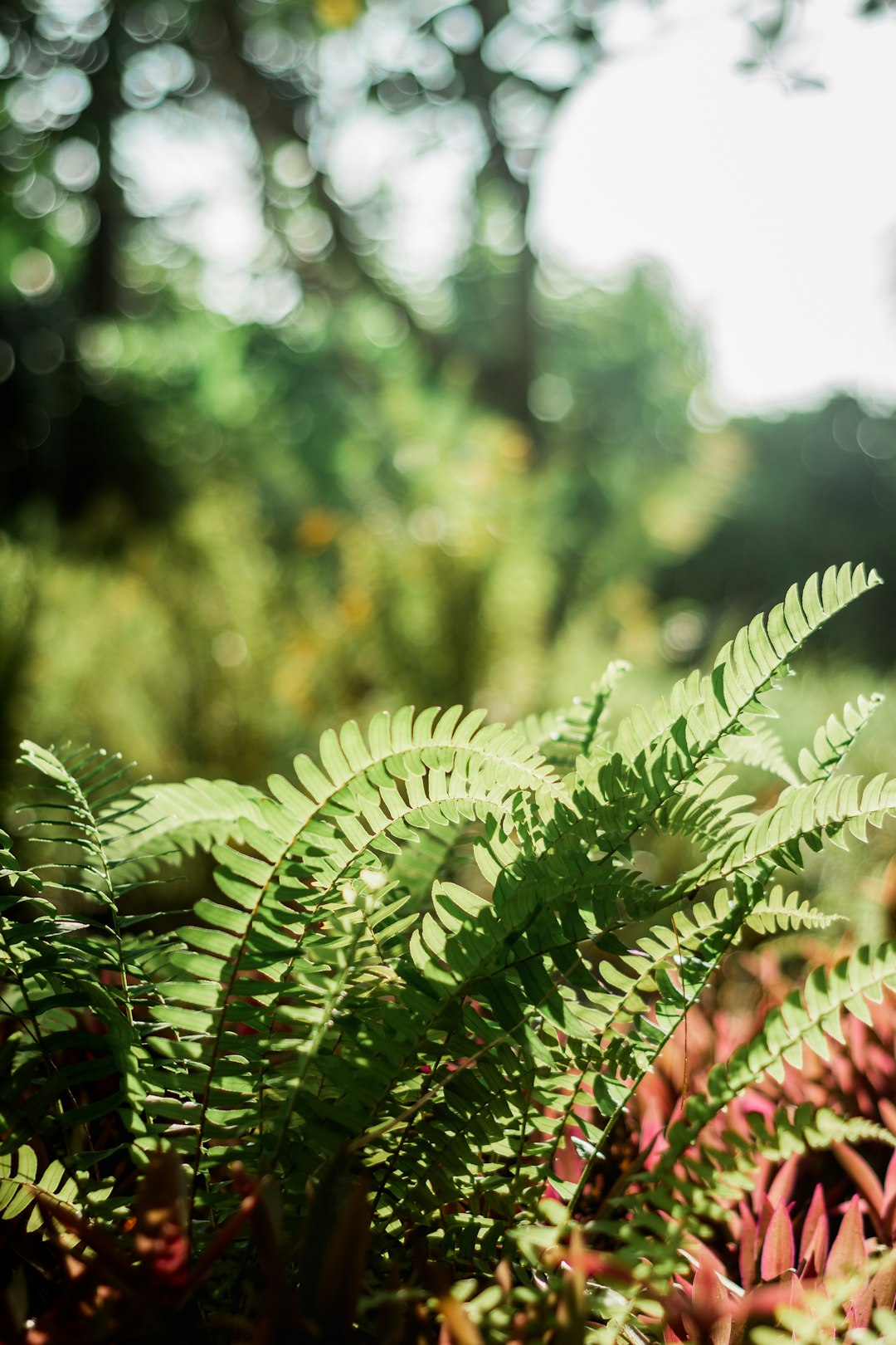 green-leafed plant