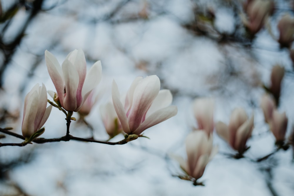 white-and-pink-petaled flowers