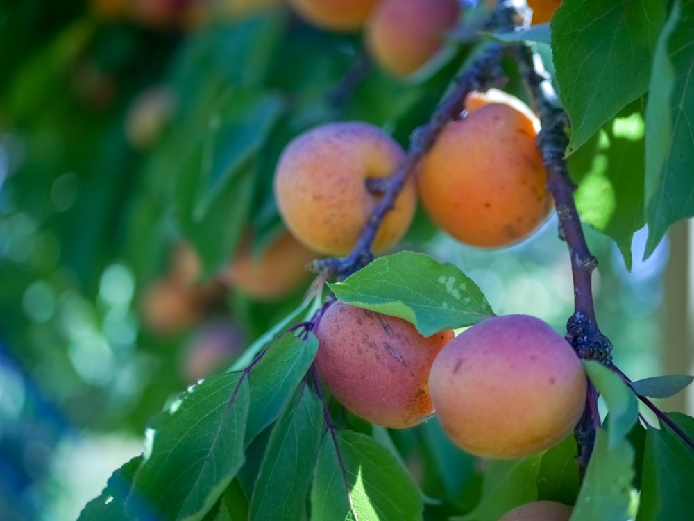 yellow and red apple fruit