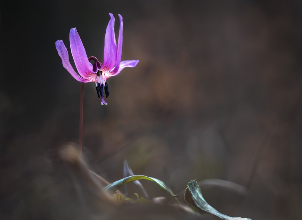 purple-petaled flowers