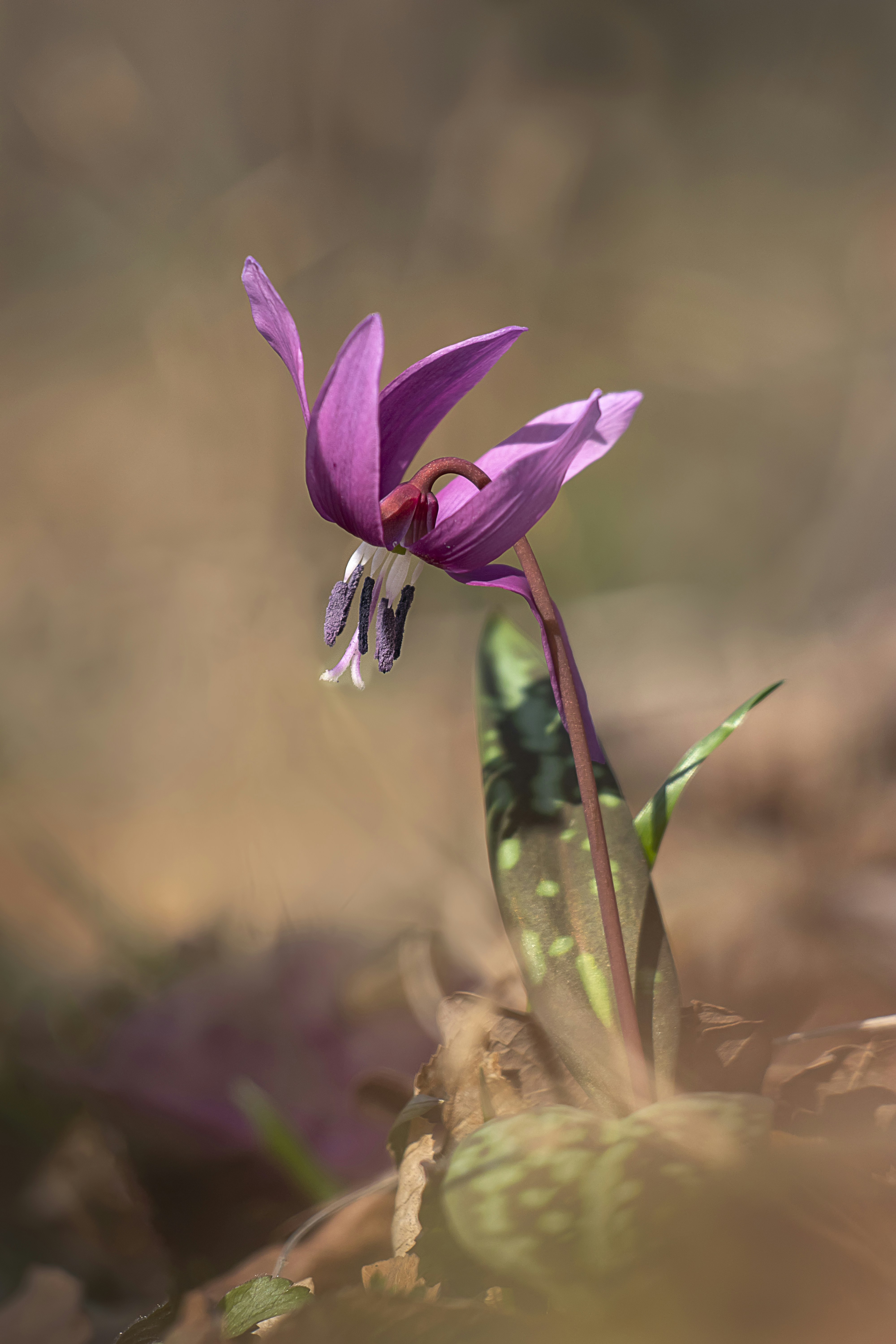 Photo by mazsoka