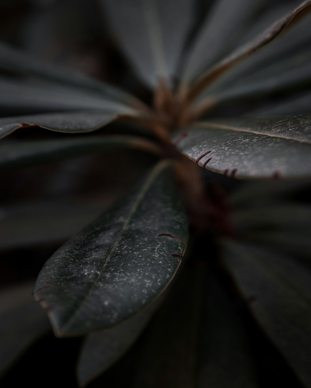 selective focus photography of green plant