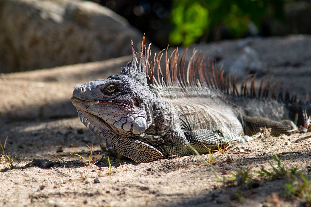 gray iguana during daytime