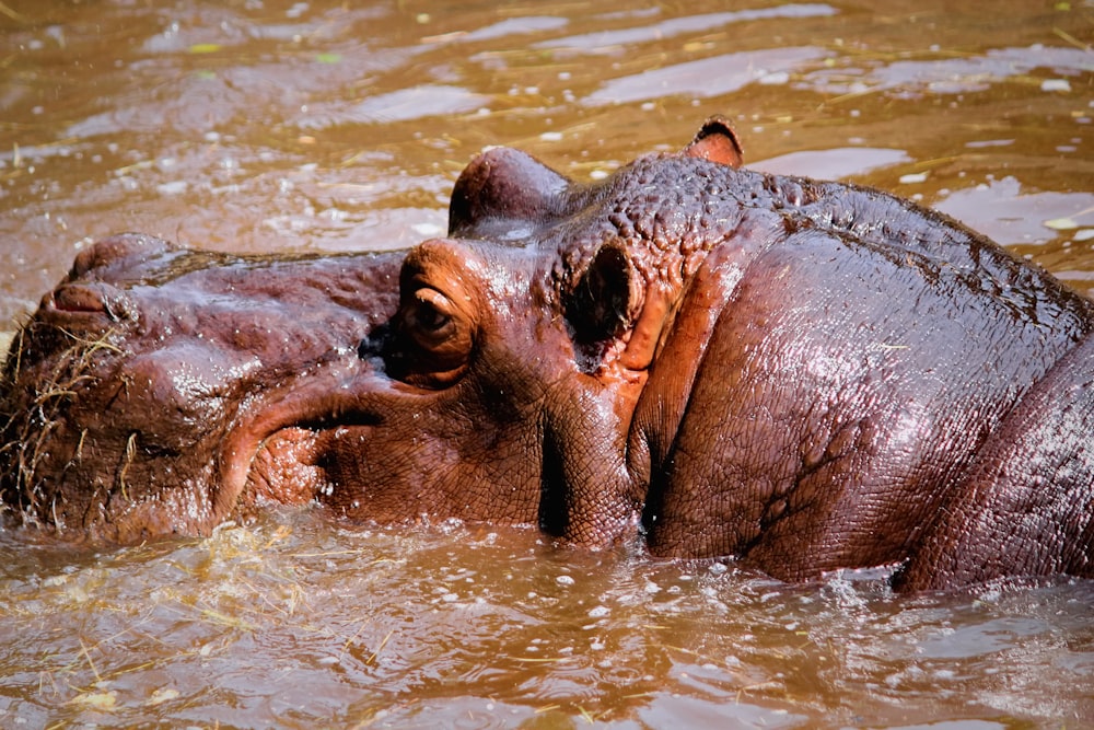 adult brown hippo on shallow water during daytime