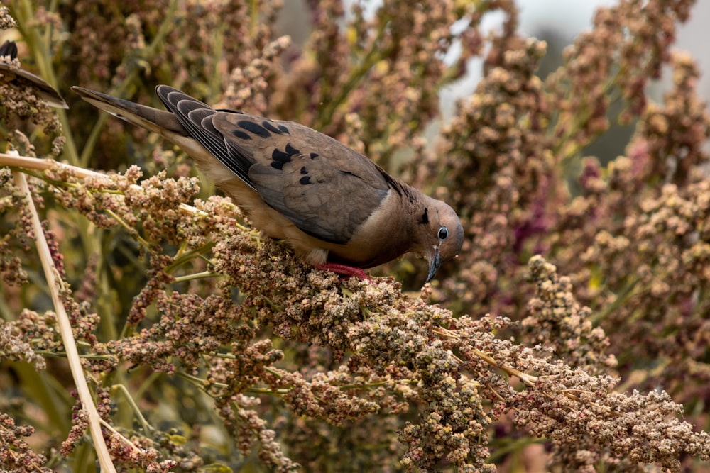 brown and black bird porches on tree branch