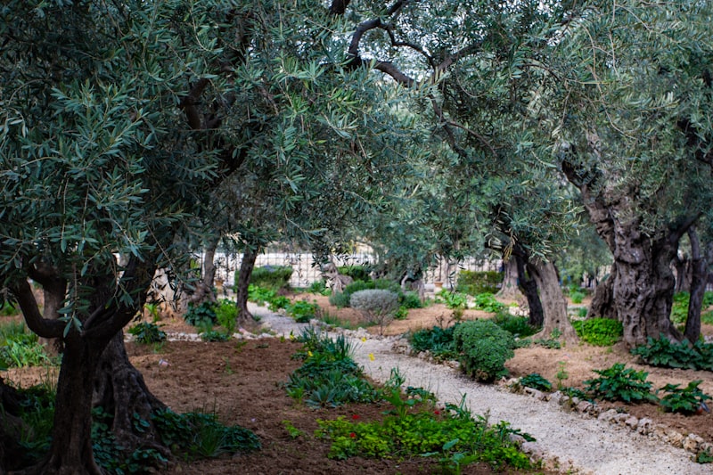 Terraced garden with olive trees and lavender