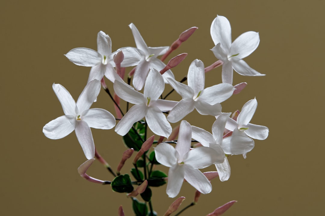 white-petaled flowers