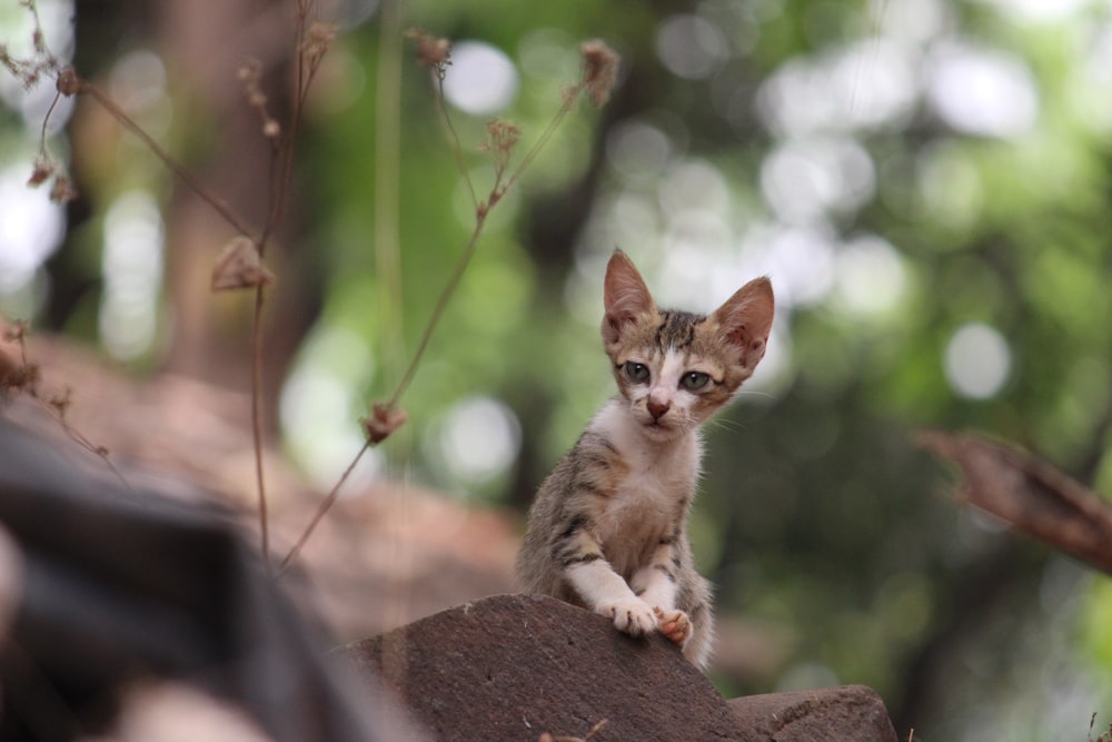 brown tabby kitten