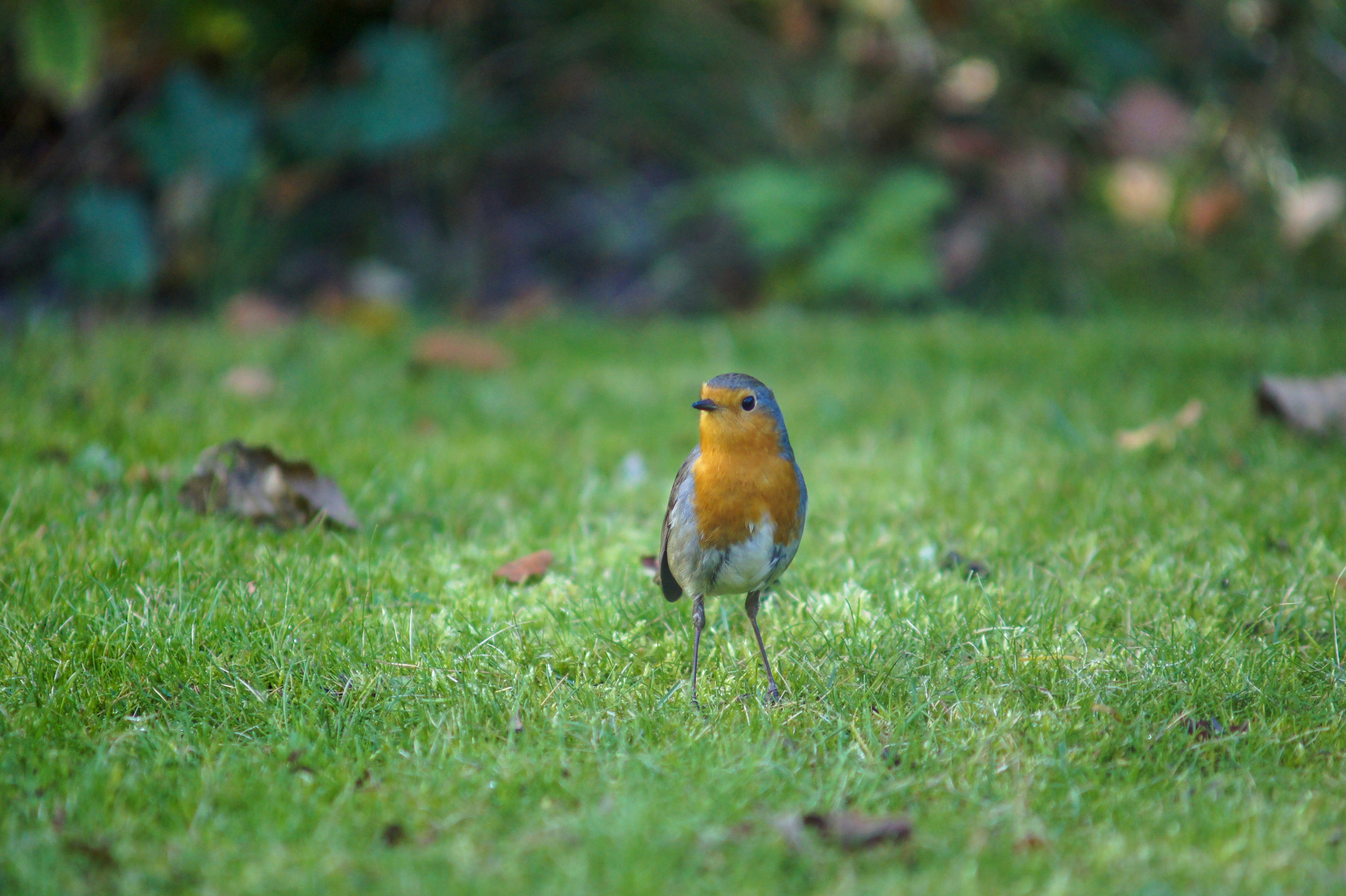 orange breasted white and blue bird