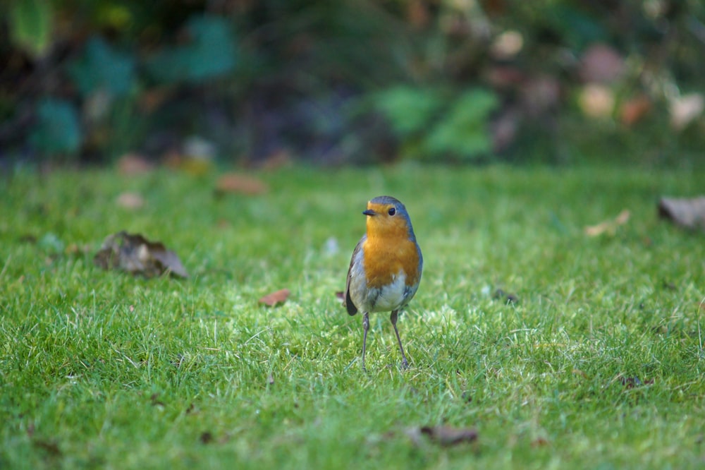 orangebrustiger weißer und blauer Vogel