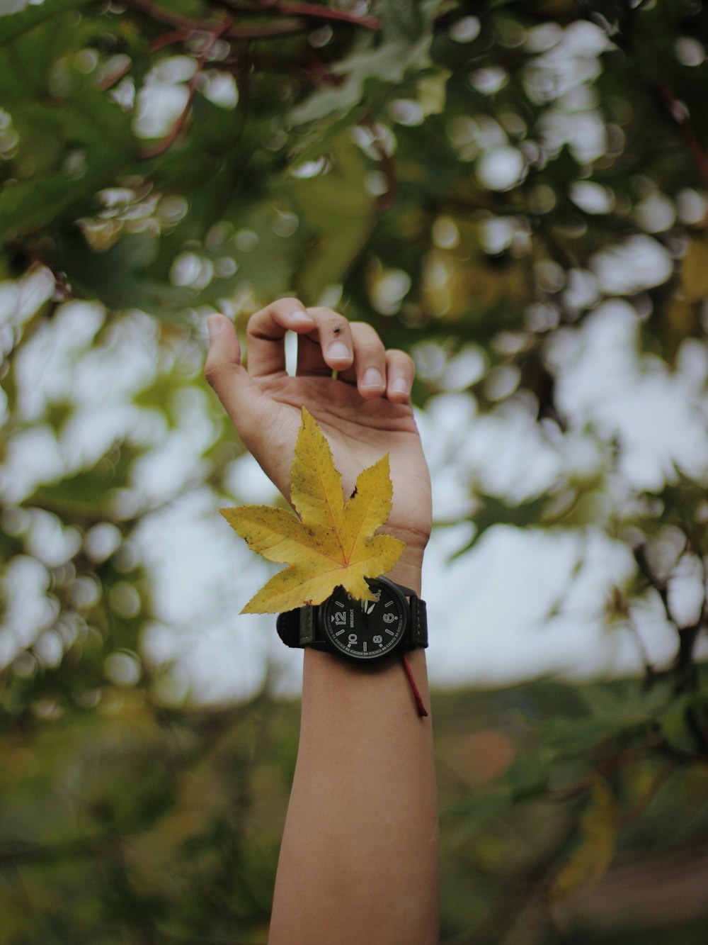 brown maple leaf on human hand