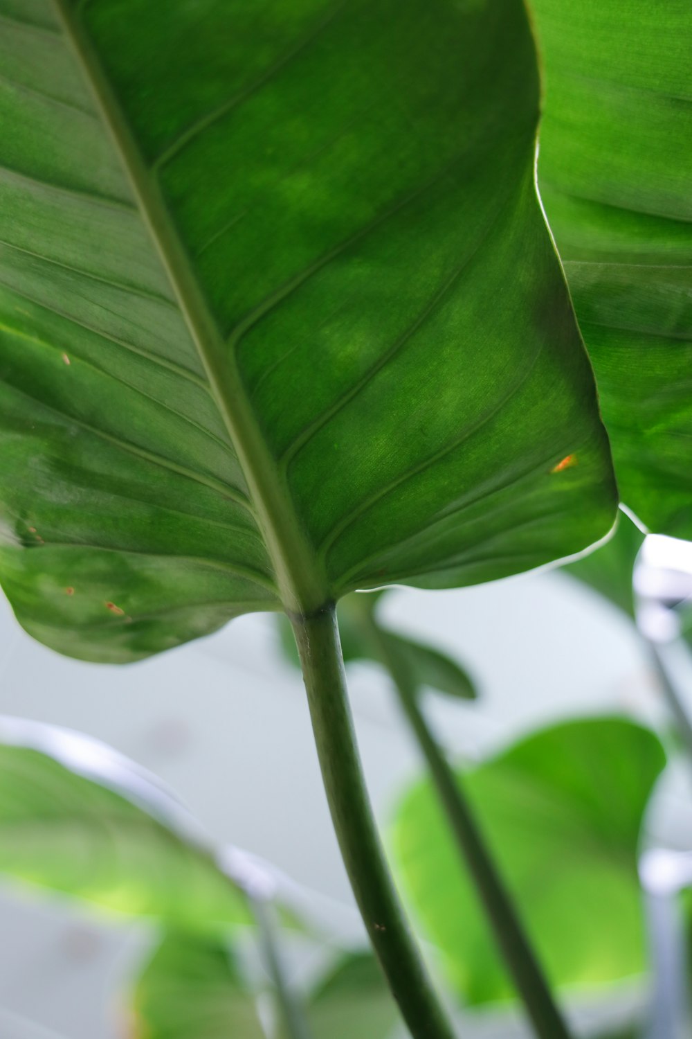 Photographie en gros plan de feuille verte