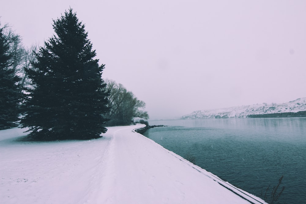 land covered in snow