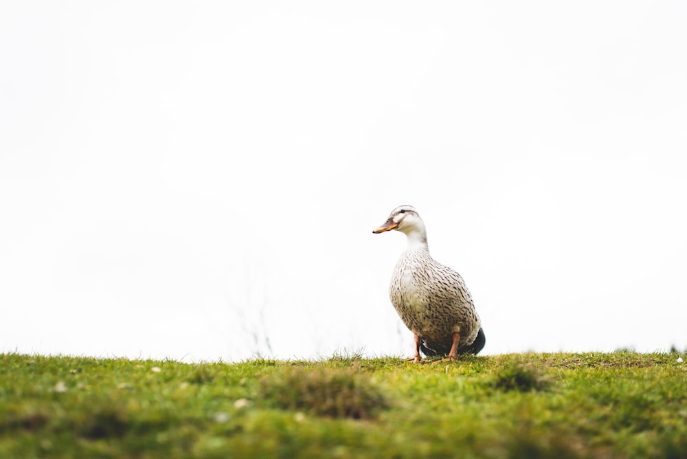 white and gray duck during daytime